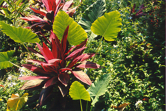 Flowers 7