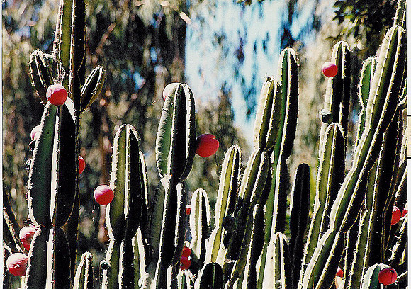Flowers 8