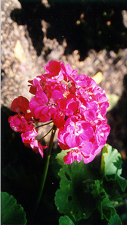 Flowers 9