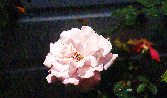 Flowers 10