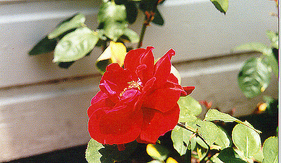 Roses 6
