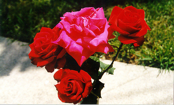 Roses 7