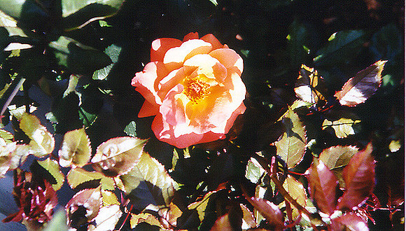 Flowers 11