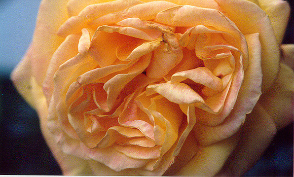 Flowers 13