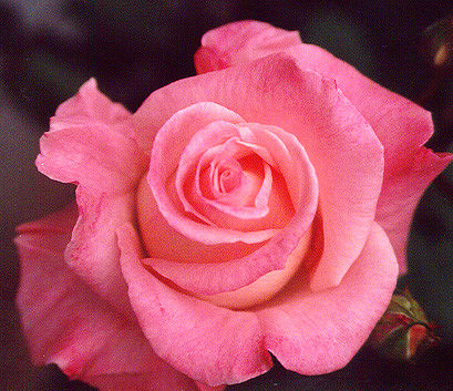 Roses 8