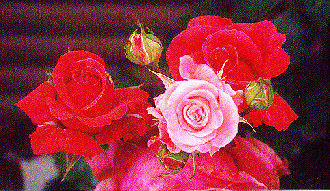 Roses 9