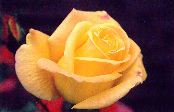 Roses 10