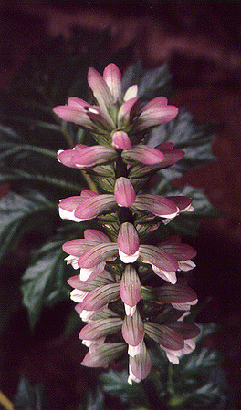 Flowers 14