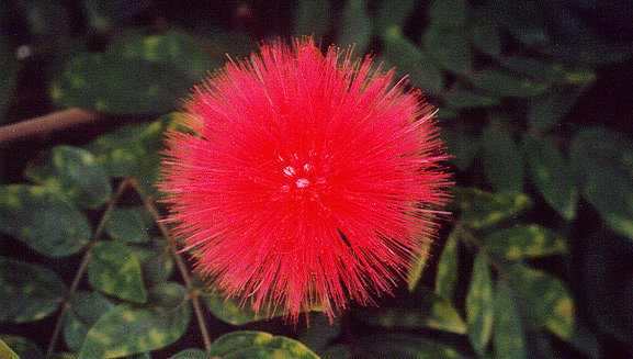 Flowers 17