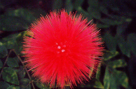Flowers 18