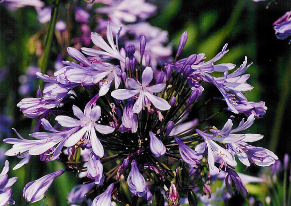 Flowers 19