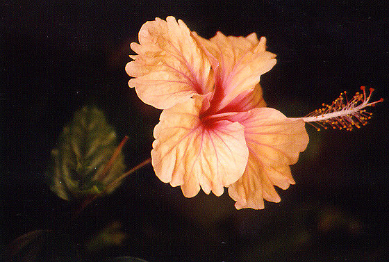 Flowers 21