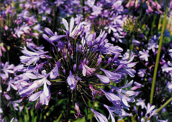 Flowers 20
