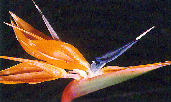 Birds of Paradise 4