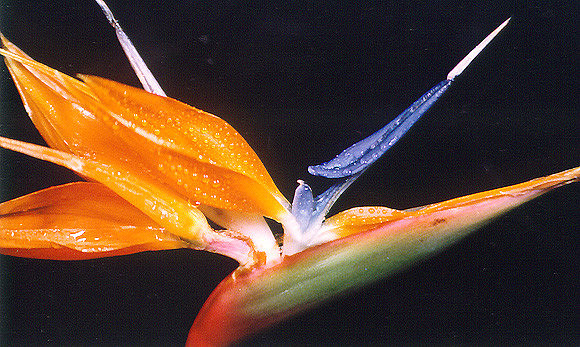Birds of Paradise 5