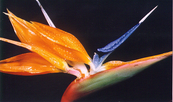 Birds of Paradise 6