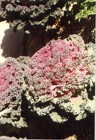 Flowers 22