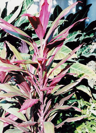 Flowers 23