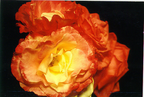 Flowers 24
