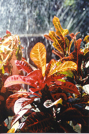 Flowers 25