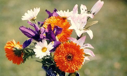 Flowers 1