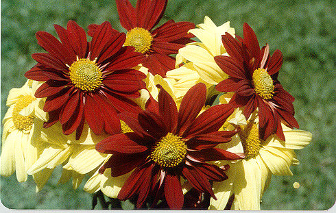 Flowers 2