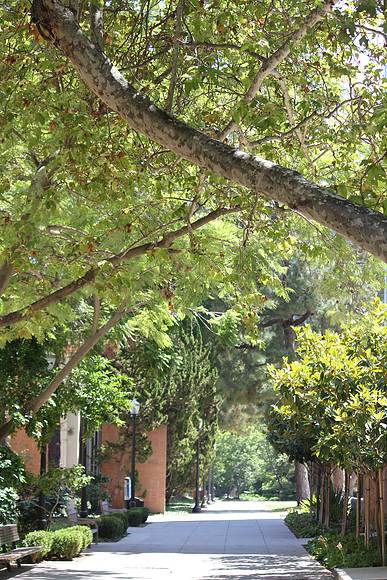 UCLA Campus 4