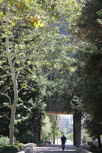 UCLA Campus 17