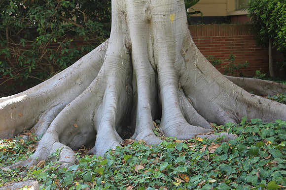 UCLA Campus 23