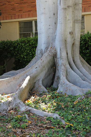 UCLA Campus 24