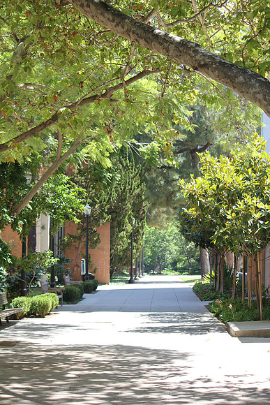 UCLA Campus 3