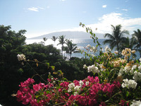 Maui 9