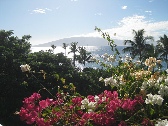 Maui 9