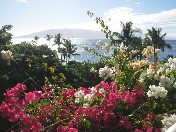 Maui 10