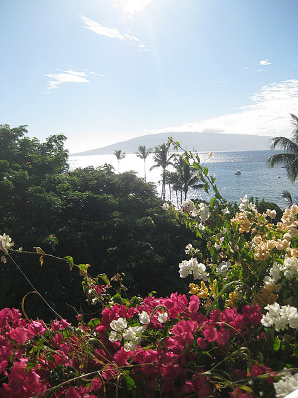 Maui 11