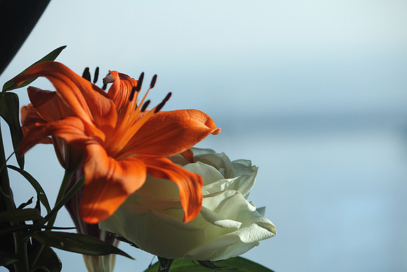 Flowers 29