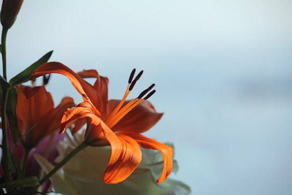 Flowers 28