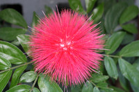Flower - Original _IMG_0073
