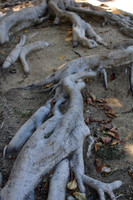 Tree Truck - Original IMG_0100