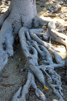 Tree Truck - Original IMG_0097